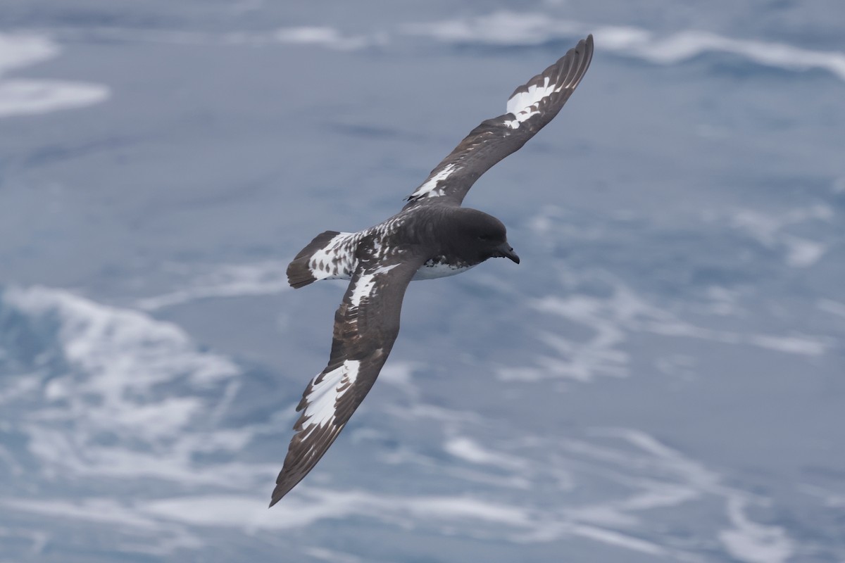 Pintado Petrel - ML647584092