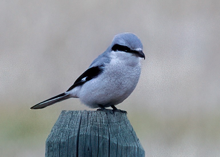 Antzandobi boreala - ML647584096