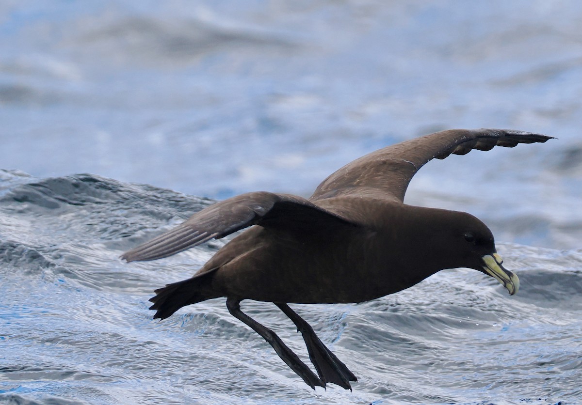 White-chinned Petrel - ML647584099