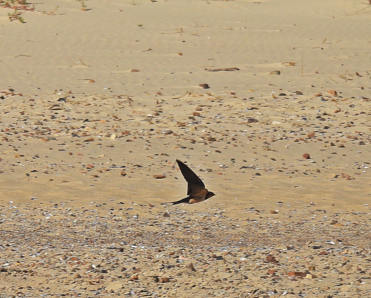 Ластівка сільська - ML647584102