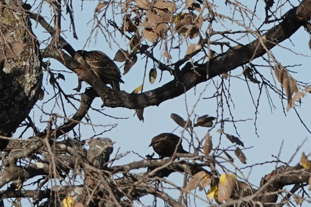 Red-winged Blackbird - ML647584108