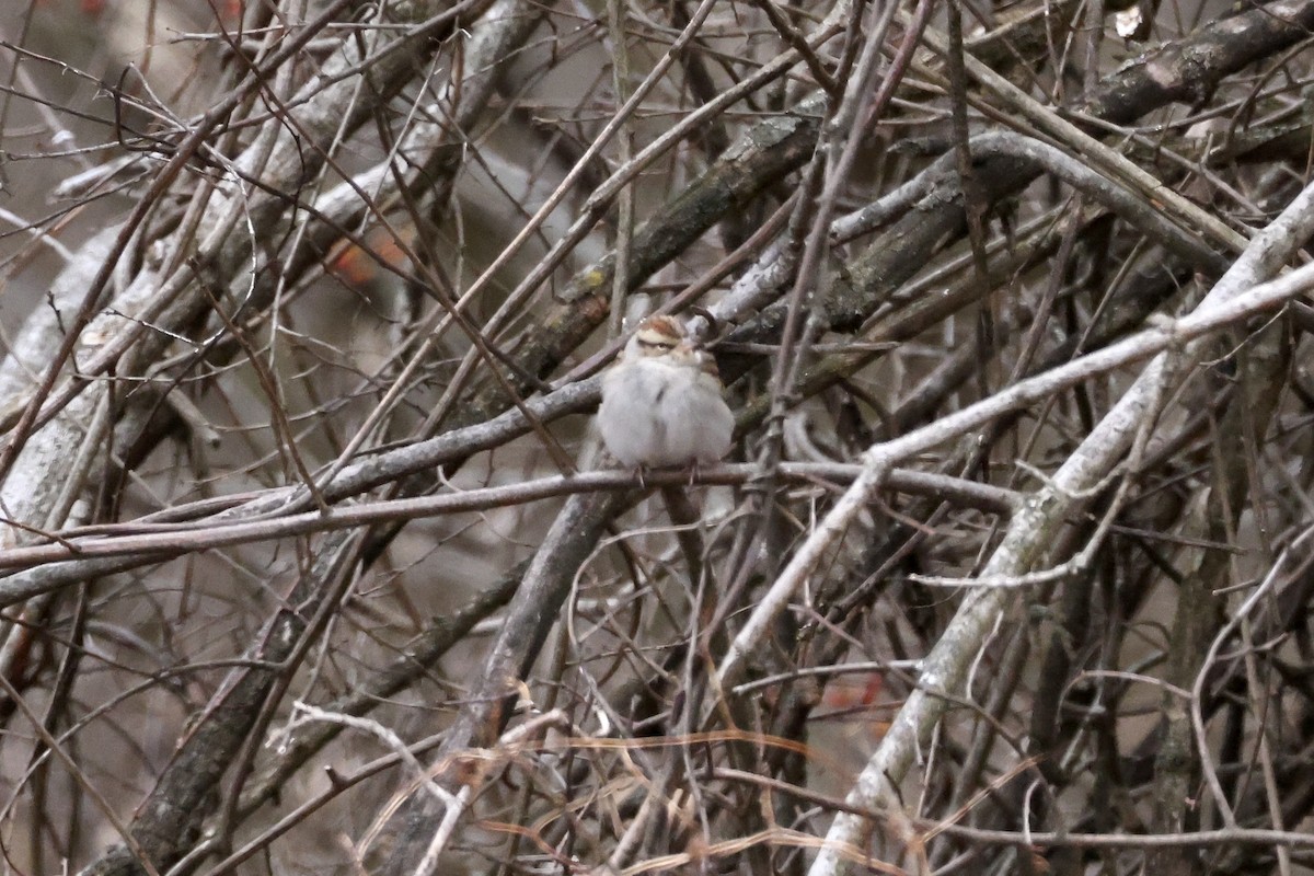 Карнатка білоброва - ML647584109