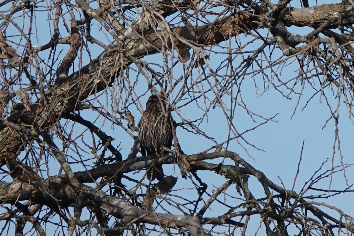 Red-winged Blackbird - ML647584119