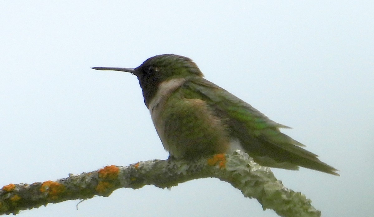 Колібрі рубіновогорлий - ML647584130