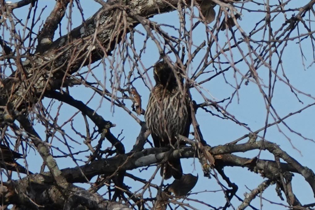 Red-winged Blackbird - ML647584134