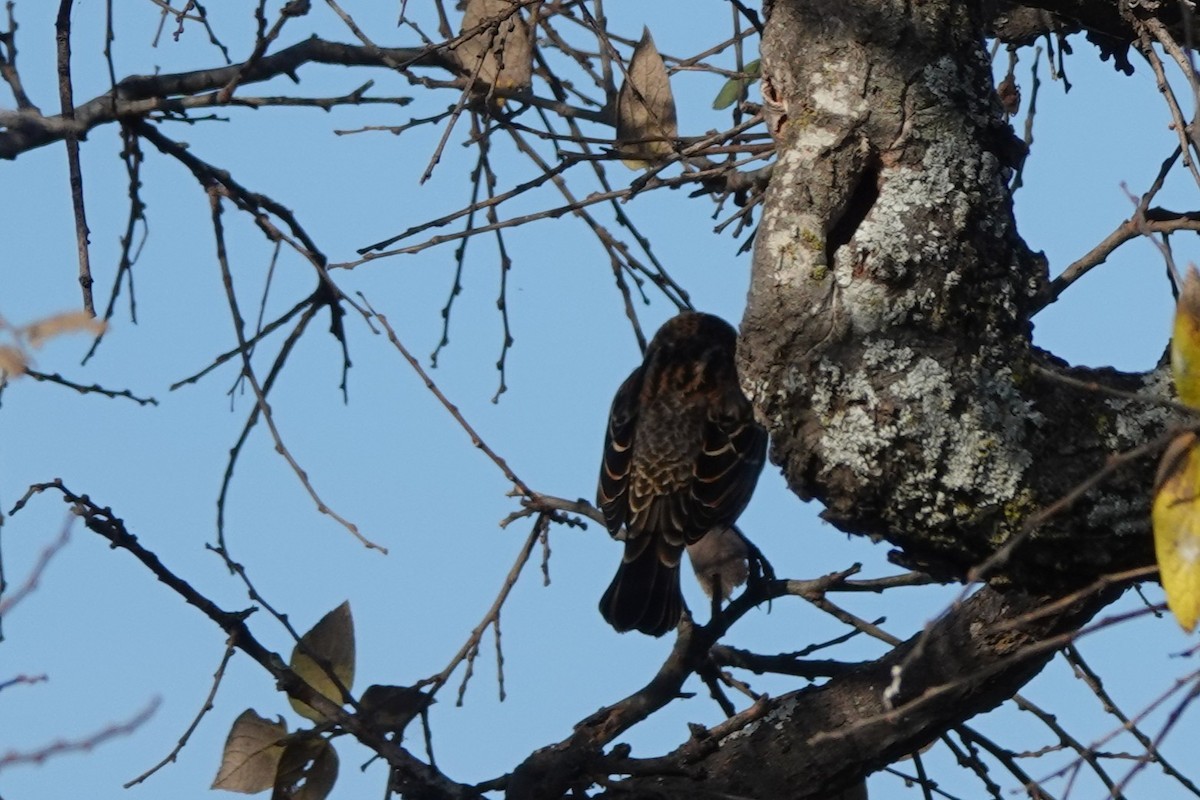 Red-winged Blackbird - ML647584143