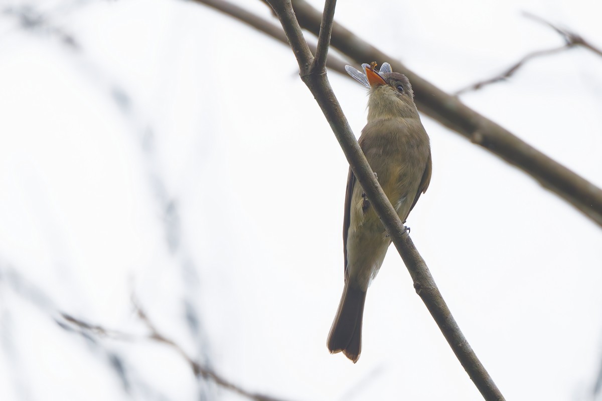 Greater Pewee - ML647584144