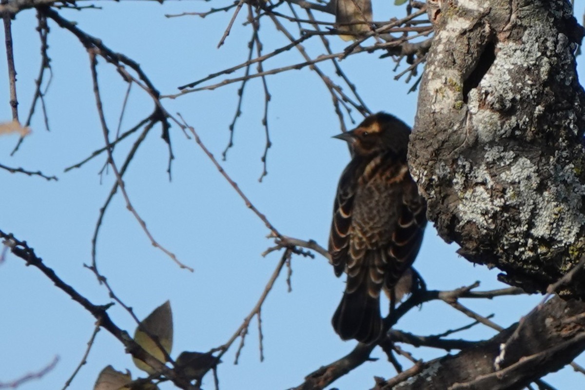 Red-winged Blackbird - ML647584145