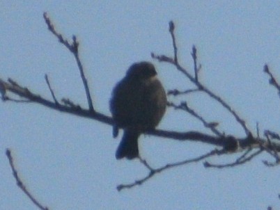 brunhodetrupial - ML647584146