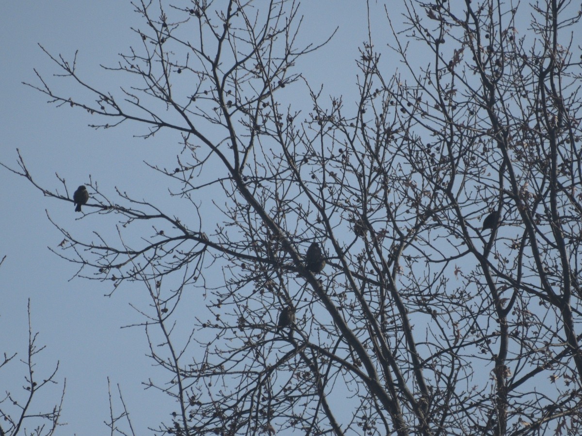 brunhodetrupial - ML647584147