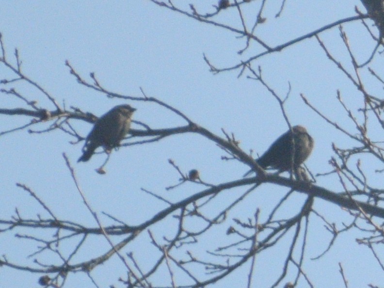 brunhodetrupial - ML647584148