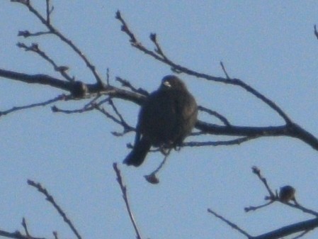 brunhodetrupial - ML647584149