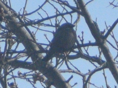 brunhodetrupial - ML647584150