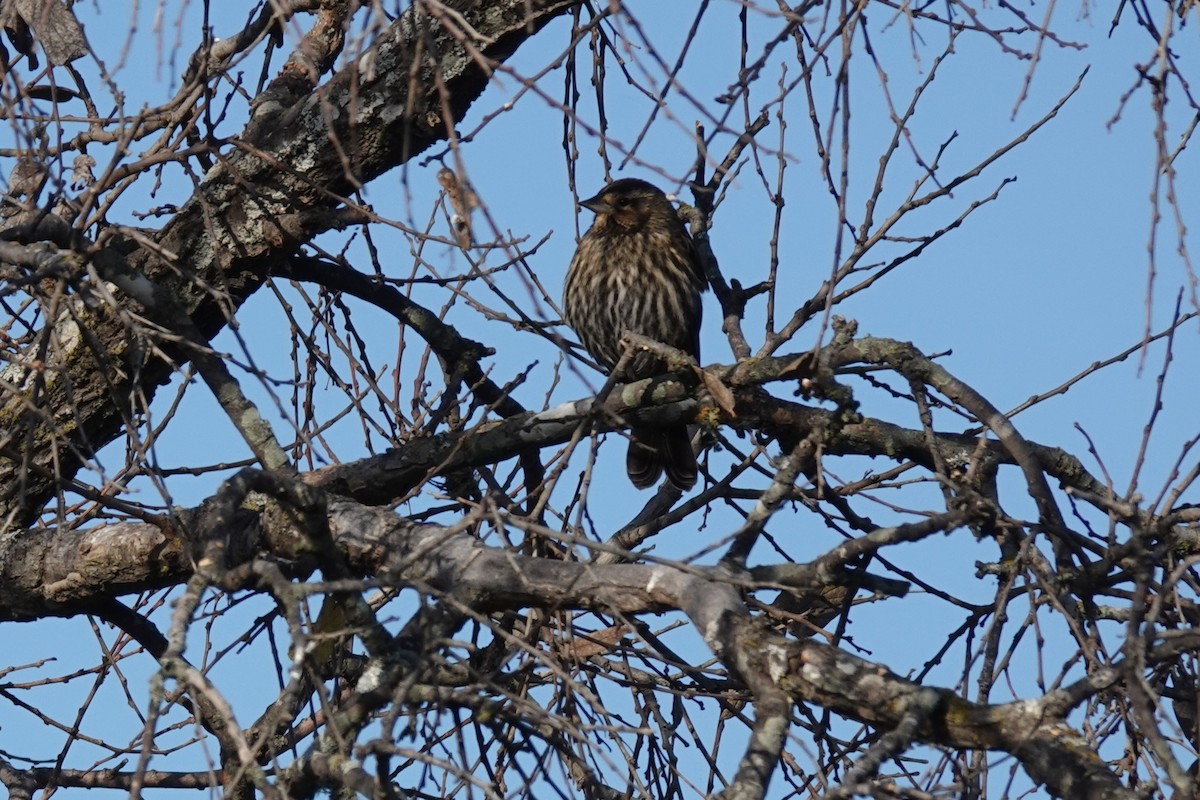 Red-winged Blackbird - ML647584155
