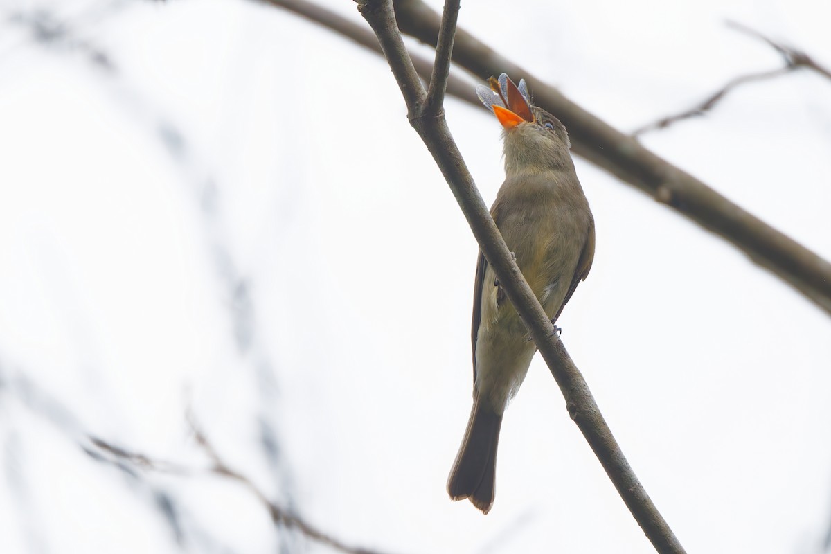 Greater Pewee - ML647584163