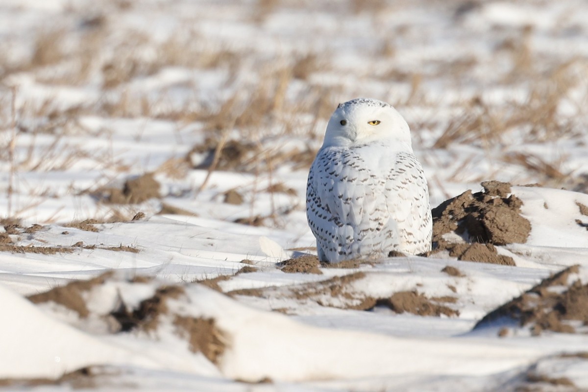 Snowy Owl - ML647584190