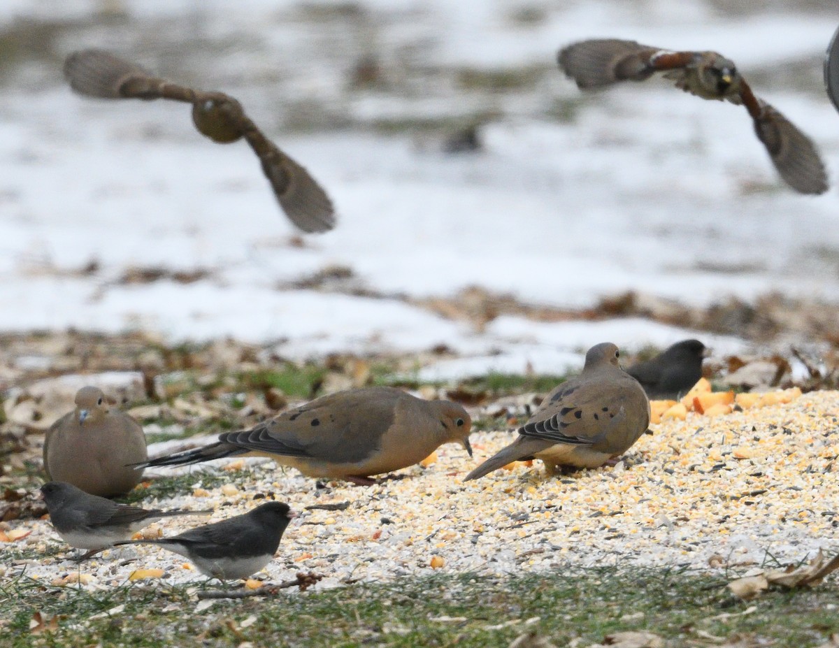 Mourning Dove - ML647584192