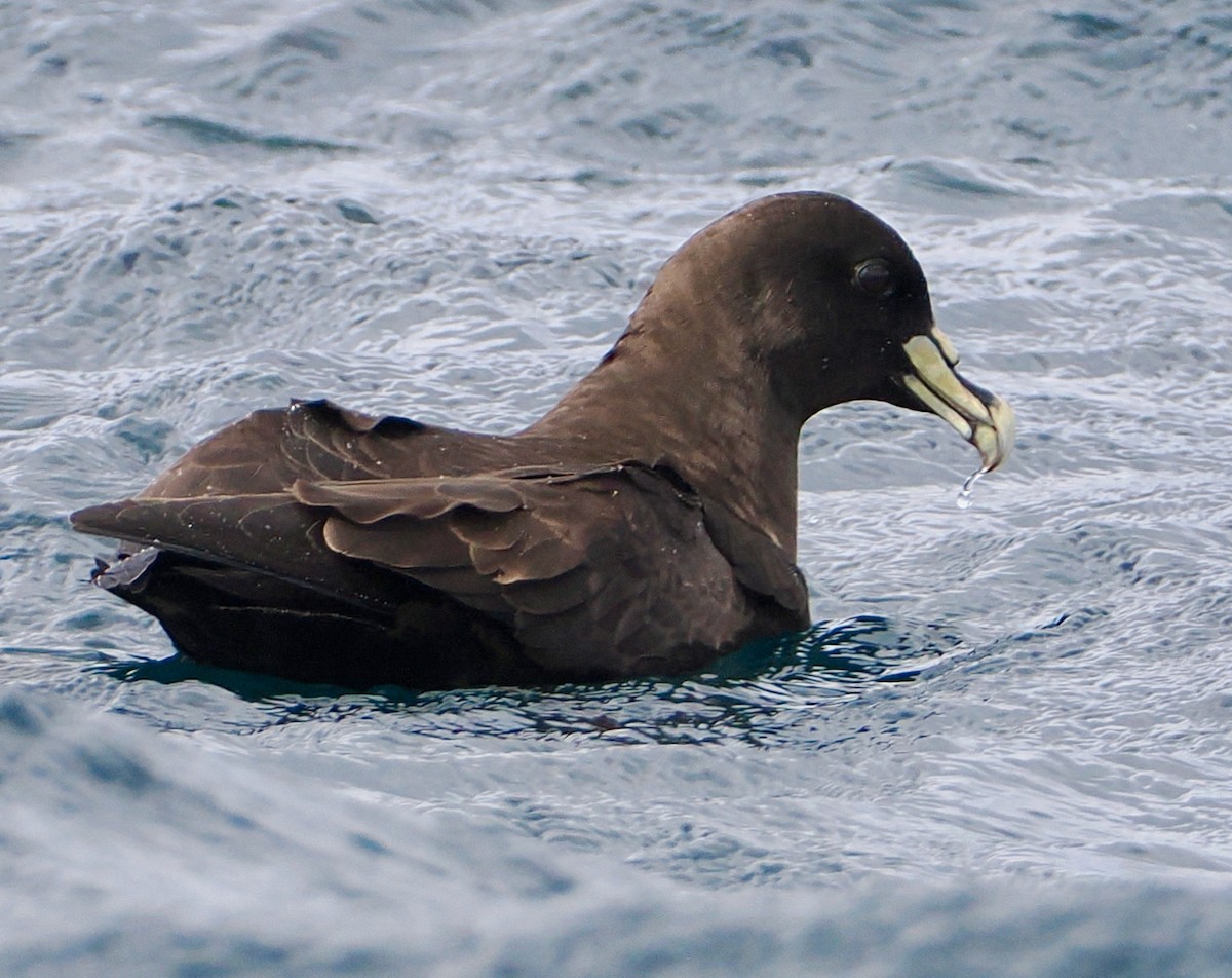 White-chinned Petrel - ML647584193