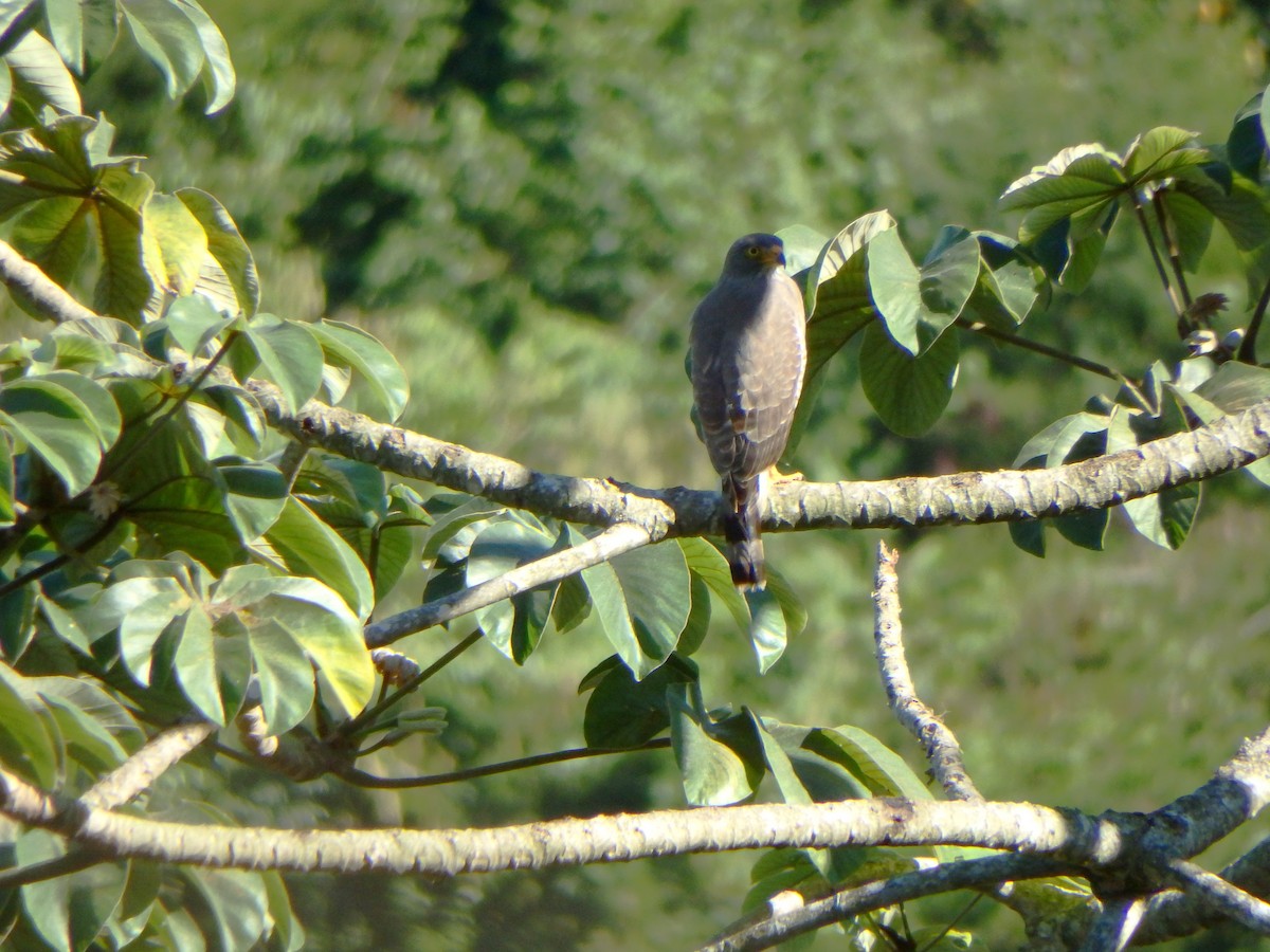 Roadside Hawk - ML647584234