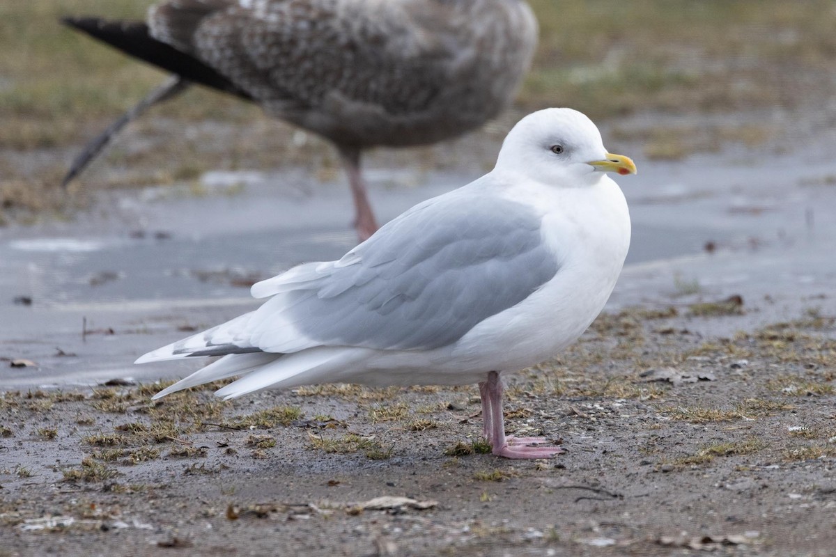 アイスランドカモメ（亜種 クムリーンカモメ） - ML647584238