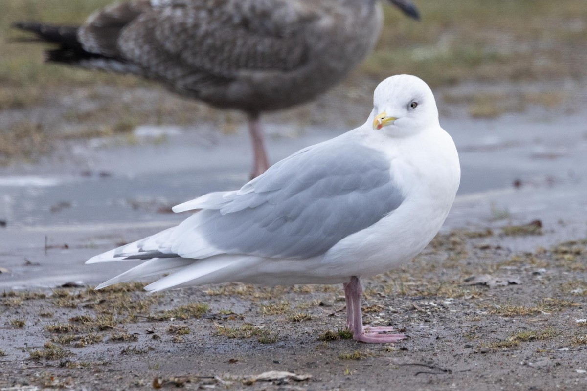 アイスランドカモメ（亜種 クムリーンカモメ） - ML647584239