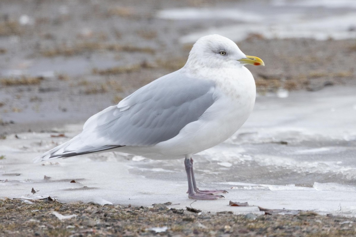 アイスランドカモメ（亜種 クムリーンカモメ） - ML647584240