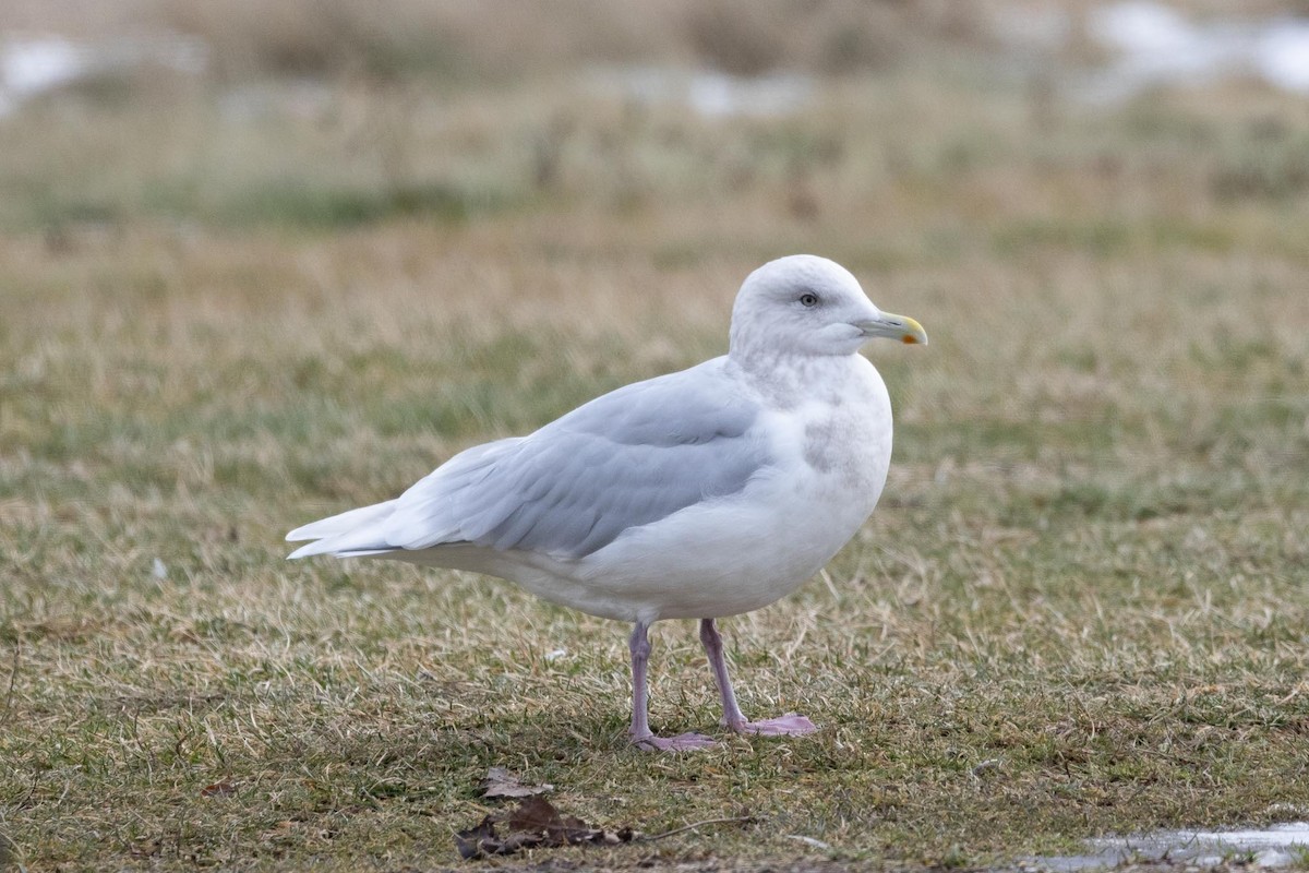 アイスランドカモメ（亜種 クムリーンカモメ） - ML647584241