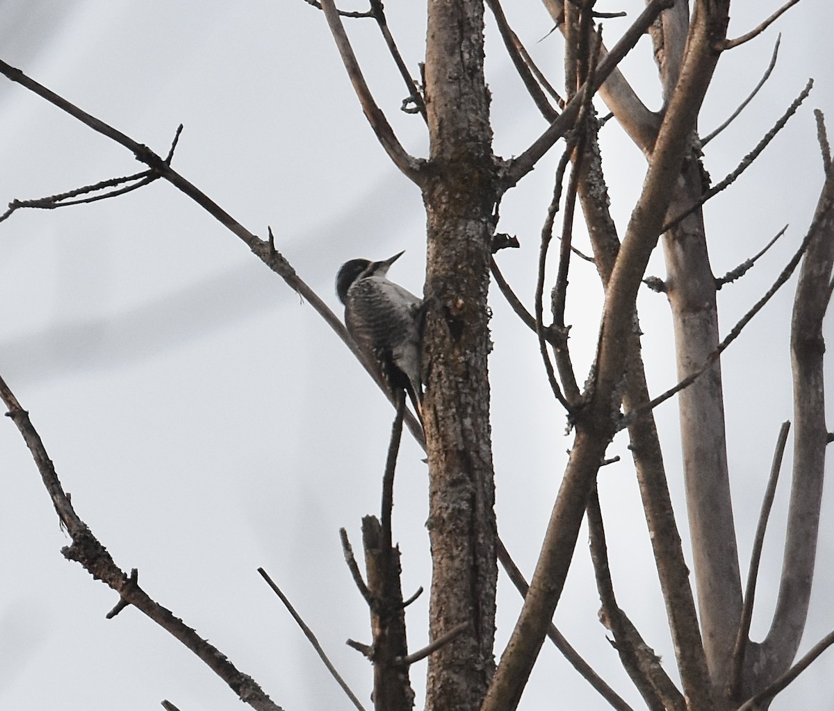 svartryggspett - ML647584251