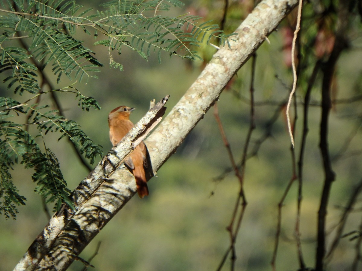 Chestnut-crowned Becard - ML647584255
