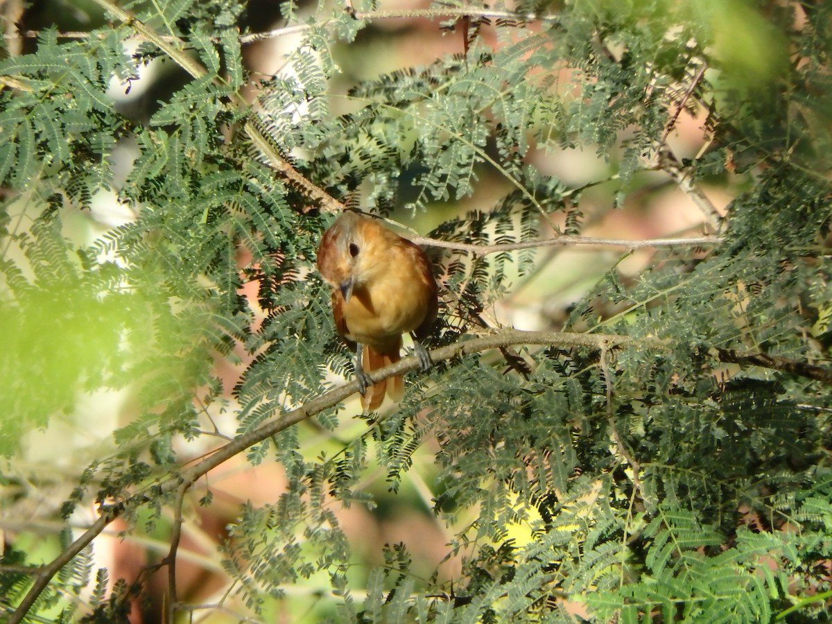 Chestnut-crowned Becard - ML647584261