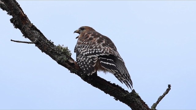 rødvingevåk - ML647584265