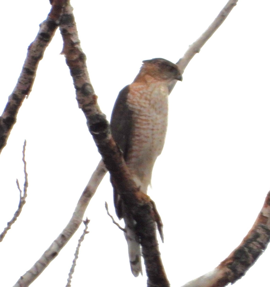 クーパーハイタカ - ML647584272