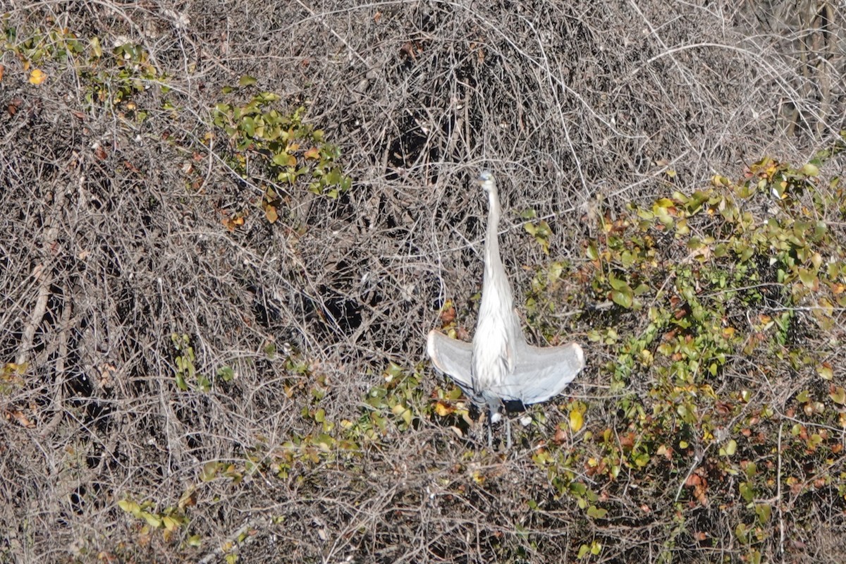 Great Blue Heron - ML647584280