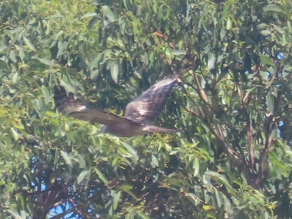 Square-tailed Kite - ML647584285