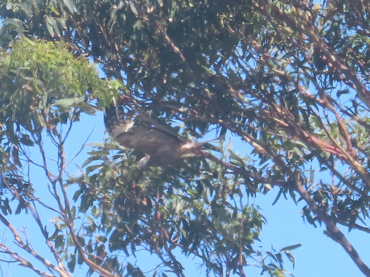 Square-tailed Kite - ML647584286