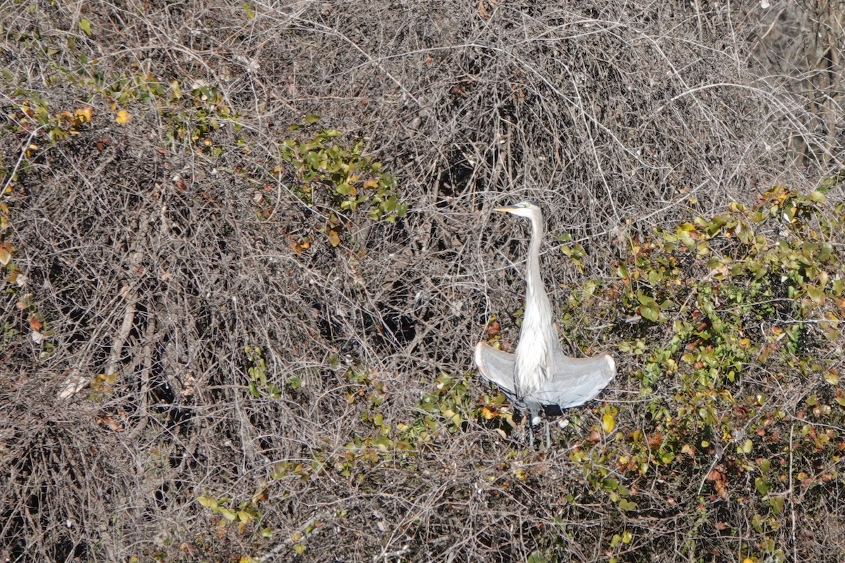 Great Blue Heron - ML647584288