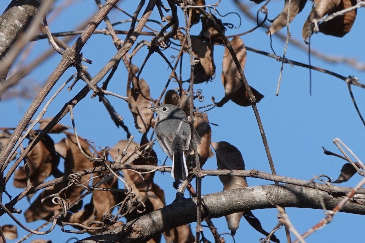 Комароловка сиза - ML647584307