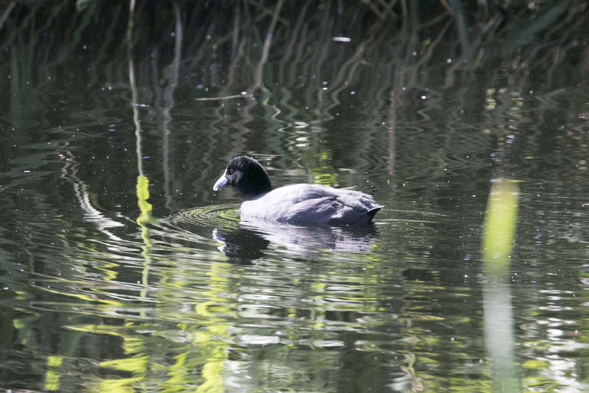 sothøne - ML647584327