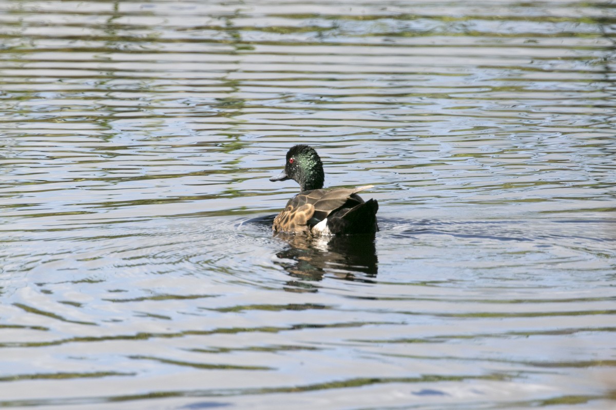 kastanjeand - ML647584330