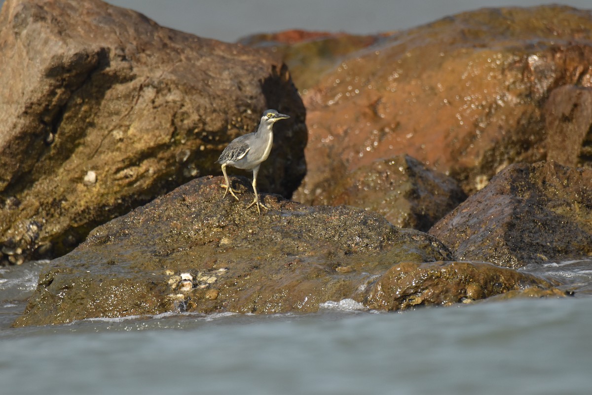 småhegre - ML647584337