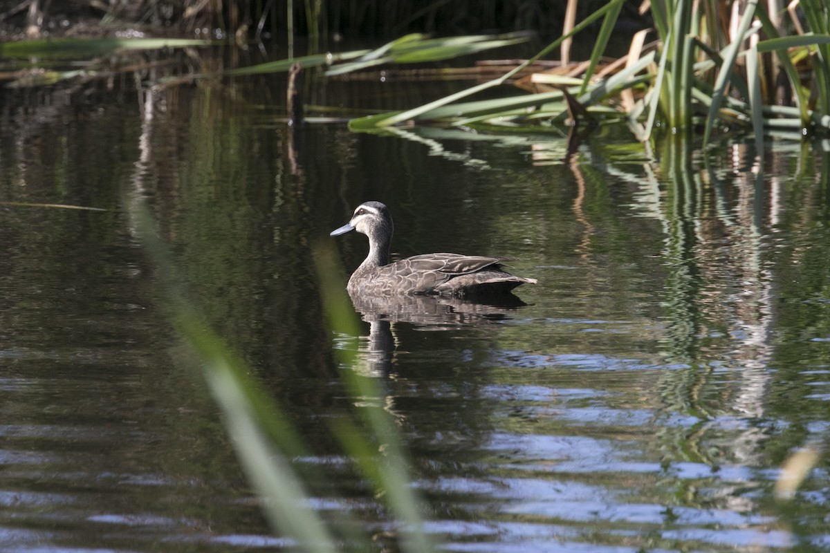 nomadeand - ML647584342