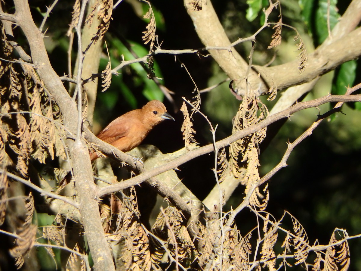 svarttanagar - ML647584345