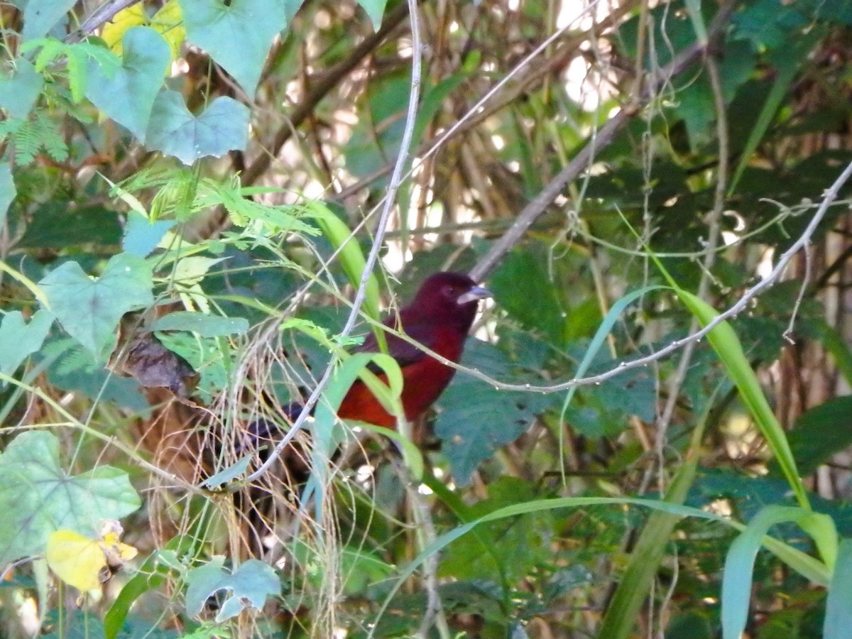 sølvnebbtanagar - ML647584349