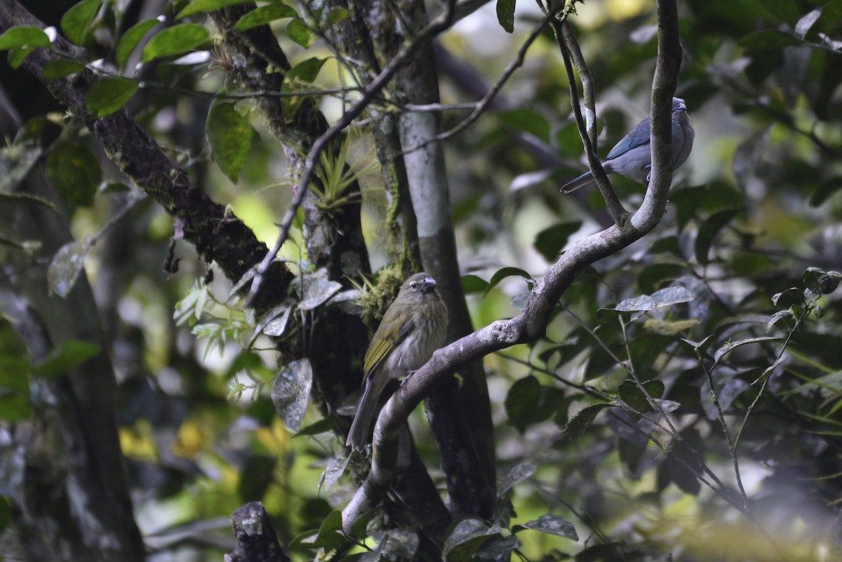 krattsaltator - ML647584351