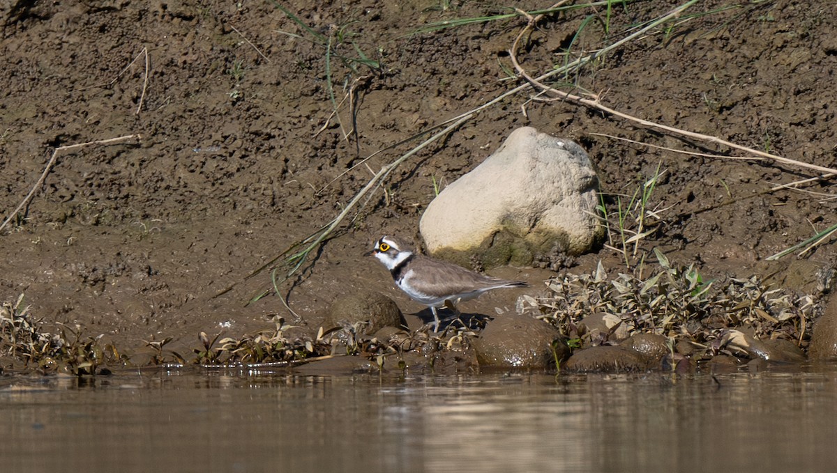 dverglo - ML647584352