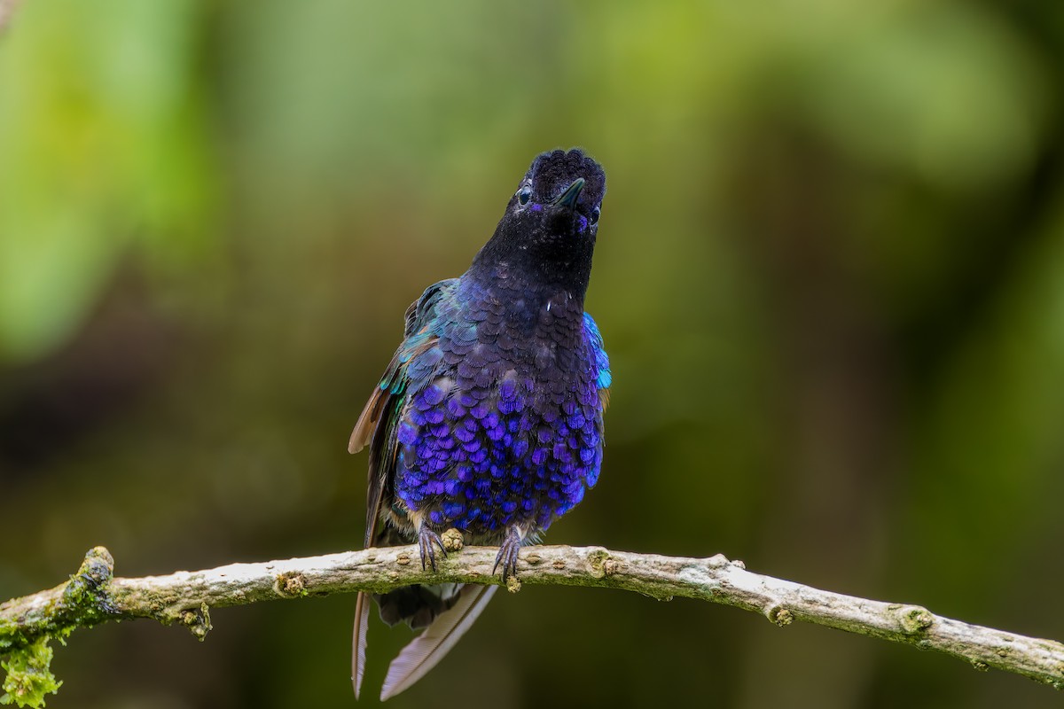 perlemorkolibri - ML647584353