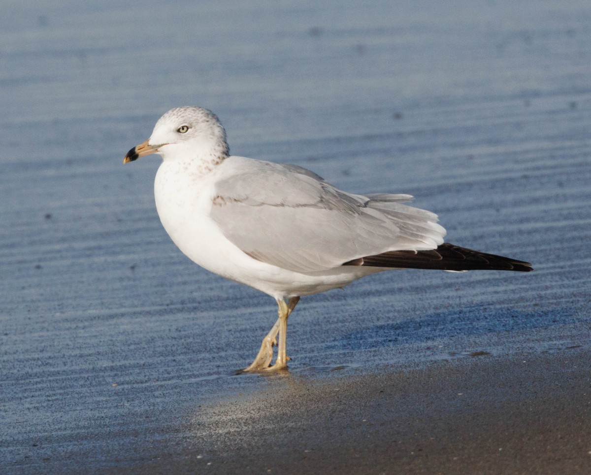 ringnebbmåke - ML647584354