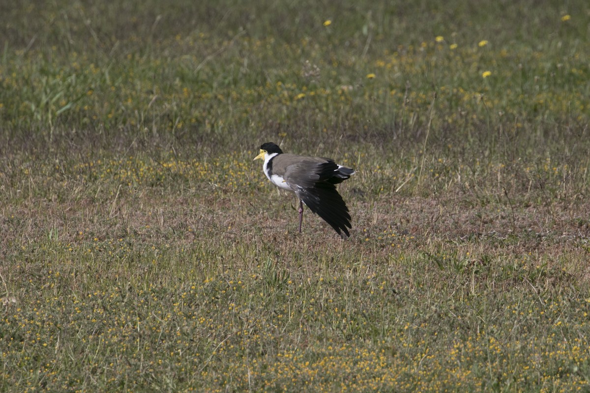 maskevipe (novaehollandiae) - ML647584356