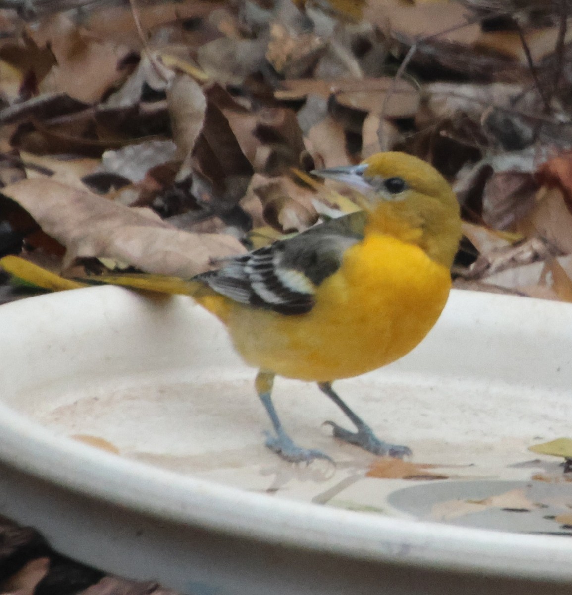 lundtrupial - ML647584357