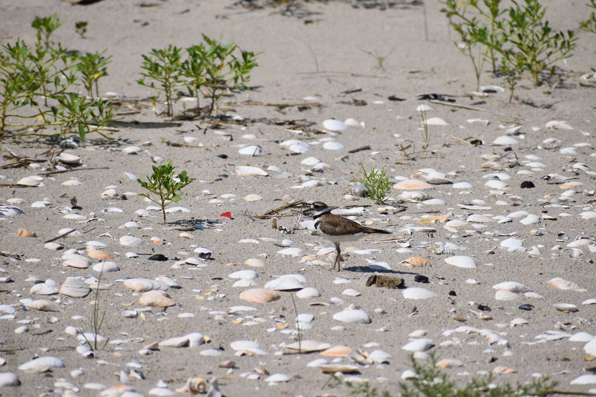 tobeltelo - ML647584358